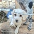 Ücretsiz sahiplenme labrador melez yavru kardeşler fotoğraf
