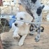 Ücretsiz sahiplenme labrador melez yavru kardeşler fotoğraf