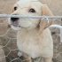Ücretsiz sahiplenme labrador melez yavru kardeşler fotoğraf