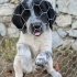 Ücretsiz sahiplenme labrador melez yavru kardeşler fotoğraf
