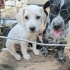 Ücretsiz sahiplenme labrador melez yavru kardeşler fotoğraf