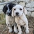 Ücretsiz sahiplenme labrador melez yavru kardeşler fotoğraf