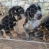 Ücretsiz sahiplenme labrador melez yavru kardeşler fotoğraf