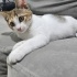 Size Uğur Getirecek Küçük Kahraman: Pekmez 🐾 2 Aylık Dişi Kaliko fotoğraf