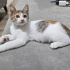 Size Uğur Getirecek Küçük Kahraman: Pekmez 🐾 2 Aylık Dişi Kaliko fotoğraf