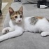 Size Uğur Getirecek Küçük Kahraman: Pekmez 🐾 2 Aylık Dişi Kaliko fotoğraf