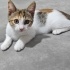 Size Uğur Getirecek Küçük Kahraman: Pekmez 🐾 2 Aylık Dişi Kaliko fotoğraf