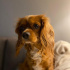 Uysal Ve Nazlı köpeğimi mecburi sebeplerden sahiplendireceğim fotoğraf