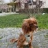 Uysal Ve Nazlı köpeğimi mecburi sebeplerden sahiplendireceğim fotoğraf
