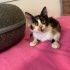 3 Bacaklı Dünya Tatlısı Calico Kedi fotoğraf