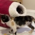 3 Bacaklı Dünya Tatlısı Calico Kedi fotoğraf