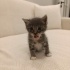 30 GÜNLÜK YAVRU KEDİ ANKARA'DA ÖMÜRLÜK YUVASINI ARIYOR YENİMAHALLE fotoğraf