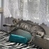 Luna sıcacık bir yuva arıyor! fotoğraf