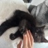 siyah yavru erkek kedi fotoğraf