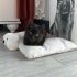 siyah yavru erkek kedi fotoğraf