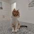 COK ACİL YUVA ARİYORUZ YOKSA SOKAGA GERİ DONECEK fotoğraf