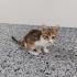 COK ACİL YUVA ARİYORUZ YOKSA SOKAGA GERİ DONECEK fotoğraf