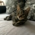 Küçük Kral yuvasını arıyor fotoğraf