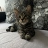 Küçük Kral yuvasını arıyor fotoğraf
