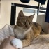 Mutlu eden bebek Mutlu fotoğraf