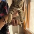 7 haftalık erkek yavru kedi sevecen oyuncu fotoğraf