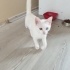 Renkli gözlerine kim tutulmaz fotoğraf