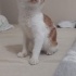 2 aylık 2 gözüde görmeyen erkek kedi fotoğraf