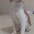 2 aylık 2 gözüde görmeyen erkek kedi fotoğraf