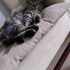 2 aylık minik Teo sizi bekliyor fotoğraf