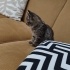 2 aylık minik Teo sizi bekliyor fotoğraf