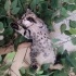 2 aylık minik Teo sizi bekliyor fotoğraf