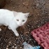 sokağa terk edildi acil yuva arıyoruz fotoğraf