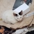 yavru kediler ve anneye yuva ya da güvenli bahçe fotoğraf