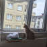Kısır Ev Kedimizi Sahiplendiriyoruz fotoğraf