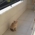 Kısır Ev Kedimizi Sahiplendiriyoruz fotoğraf