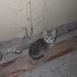 Acil yuva  olur musunuz fotoğraf