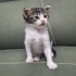 4-5 Haftalık Yavru kedi EGE yuva arıyor fotoğraf