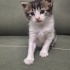 4-5 Haftalık Yavru kedi EGE yuva arıyor fotoğraf