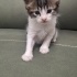 4-5 Haftalık Yavru kedi EGE yuva arıyor fotoğraf