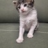 4-5 Haftalık Yavru kedi EGE yuva arıyor fotoğraf