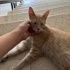 Sevgi dolu prense kalıcı yuva arıyoruz fotoğraf