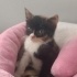 Sakin dişi calico yavru kedi fotoğraf
