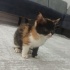 Sakin dişi calico yavru kedi fotoğraf