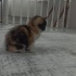 Sakin dişi calico yavru kedi fotoğraf