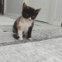 Sakin dişi calico yavru kedi fotoğraf