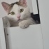 Sevimli, cana yakın,oyuncu kedimize yuva arıyoruz fotoğraf