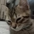 Minik Tekir Oğluş fotoğraf