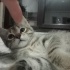 Minik Tekir Oğluş fotoğraf