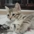 Minik Tekir Oğluş fotoğraf
