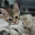 Minik Tekir Oğluş fotoğraf